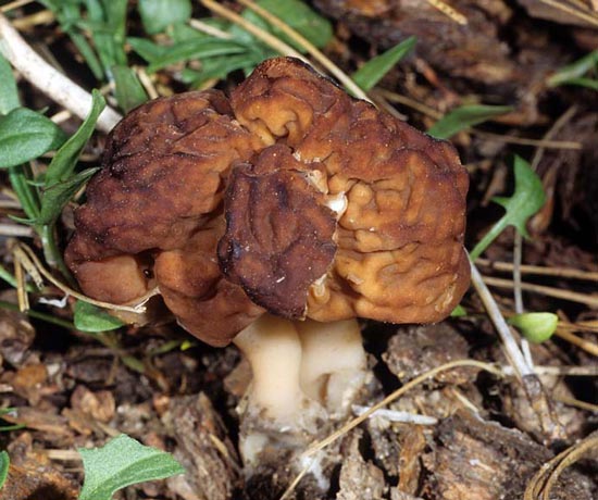 Beefsteak Morel: Gyromitra esculenta - Mushroom Species Images